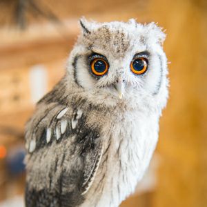 ミミズク | 月夜野ファームの通販