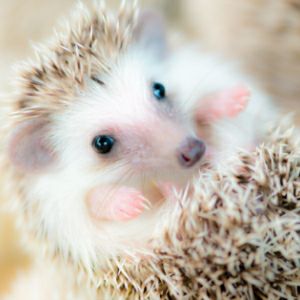 ハリネズミ | 月夜野ファームの通販