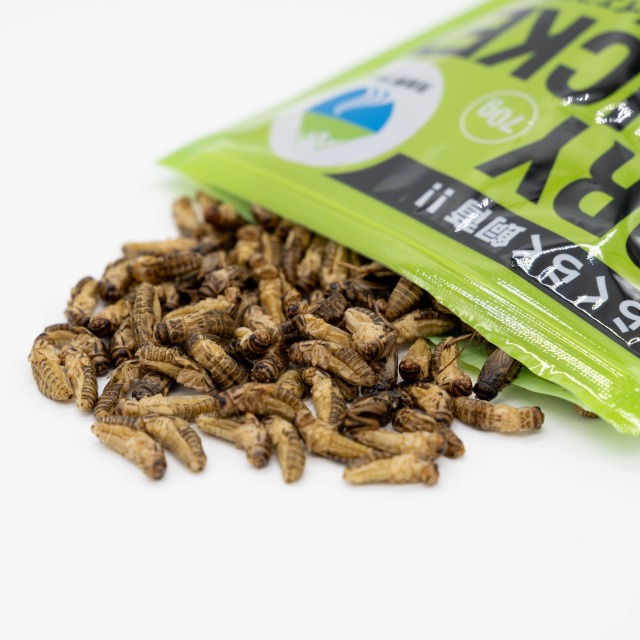 清潔コオロギ2.2kg 冷凍コオロギ　ＭＬサイズ　クロコオロギ約2kg 清潔コオロギ2.2kg 【動物】 冷凍コオロギ MLサイズ クロコオロギ約