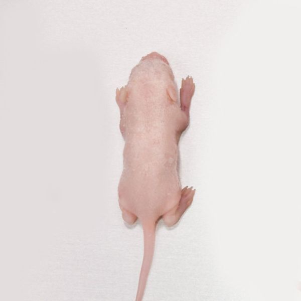 冷凍餌)ピンクマウス M 10匹 | 月夜野ファームの通販