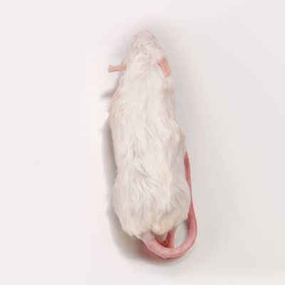 冷凍マウス | 月夜野ファームの通販