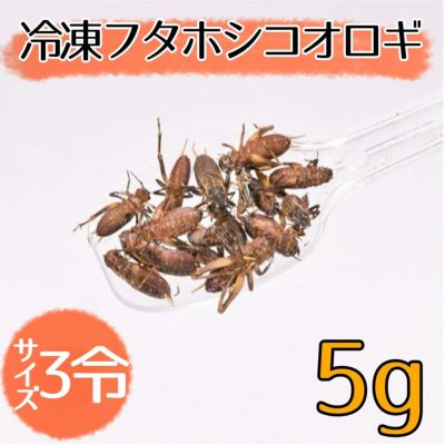 【関東・信越・九州の方】　1kg 冷凍コオロギ MLサイズ（フタホシコオロギ） 冷凍フタホシM約550匹200g冷凍コオロギ | 冷凍コオロギ通販