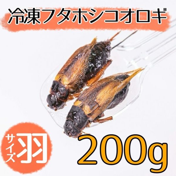 冷凍餌 フタホシコオロギ 羽 100ｇ 月夜野ファームの通販
