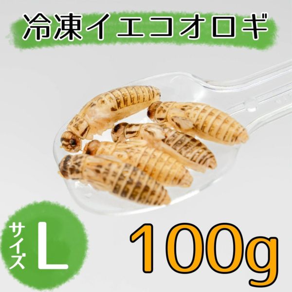 冷凍イエコML約3000匹1kg冷凍コオロギ Amazon.co.jp: 【邑楽ファーム・クール便発送】冷凍イエコオロギ