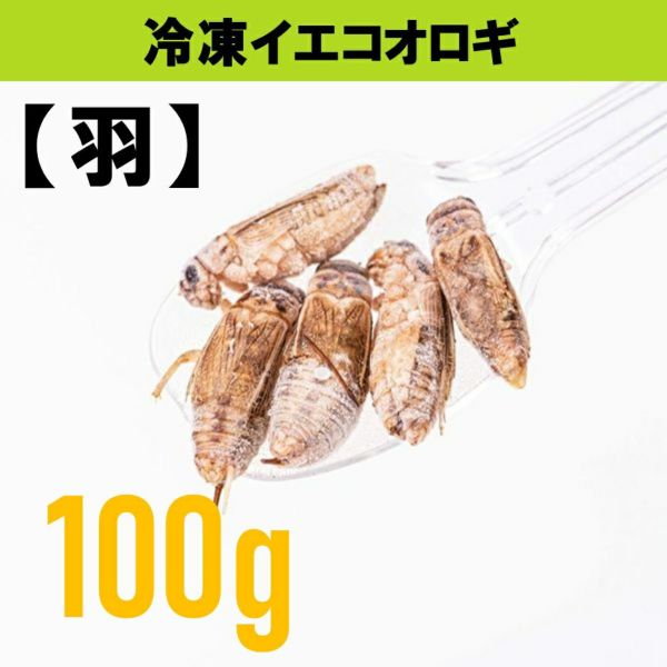 冷凍餌 ハウスクリケット 羽 100g 月夜野ファームの通販