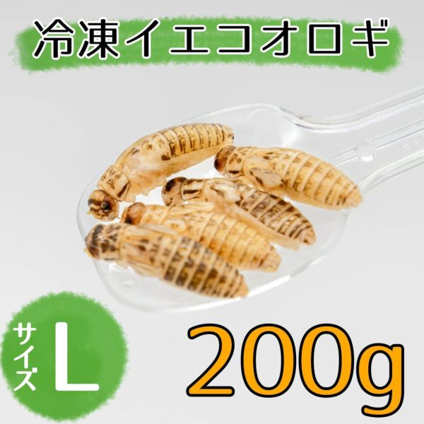 NEW【冷凍餌】イエコオロギ L 200g | 月夜野ファームの通販