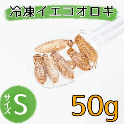 冷凍コオロギ Mサイズ 2kg 爬虫類 両生類 小動物 アロワナ フトアゴ等 a09373e0b6e0074d8ea550992849ee
