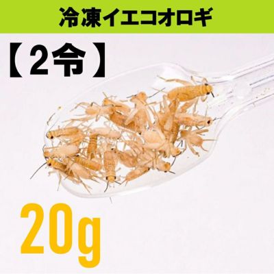 冷凍コオロギ | 月夜野ファームの通販