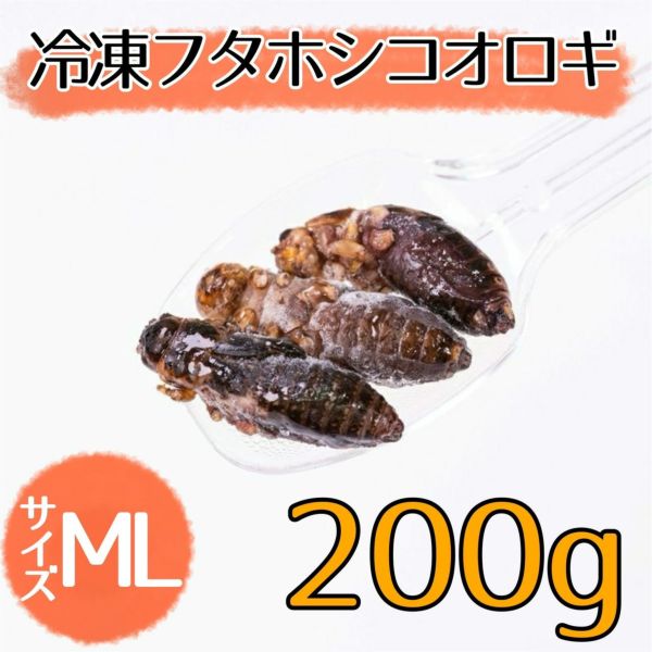 冷凍フタホシML約1300匹1kg冷凍コオロギ rfk1.jpg?fitin=272:272