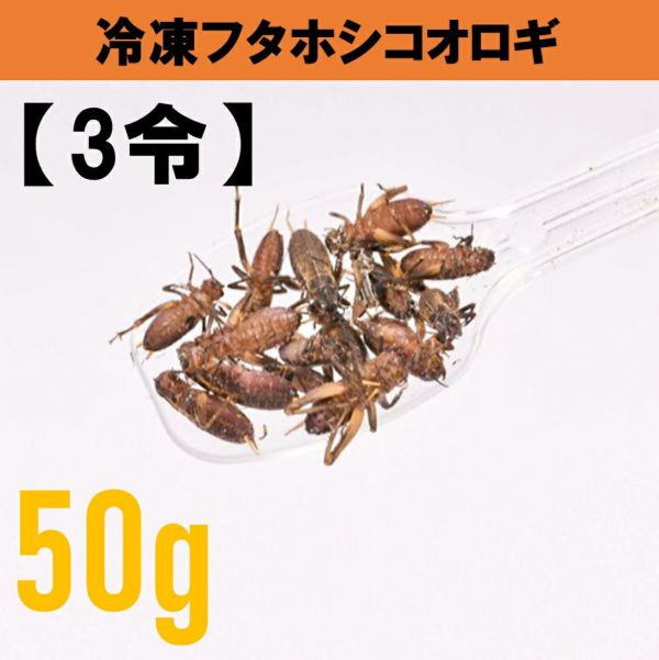 冷凍フタホシコオロギ 成虫 約310匹入り | 冷凍昆虫 | SAfarm
