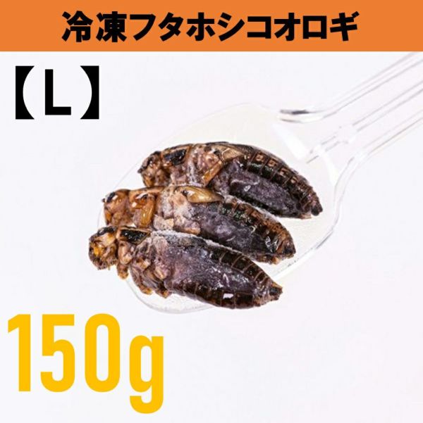 関東・信越・九州の方】 1kg 冷凍コオロギ MLサイズ