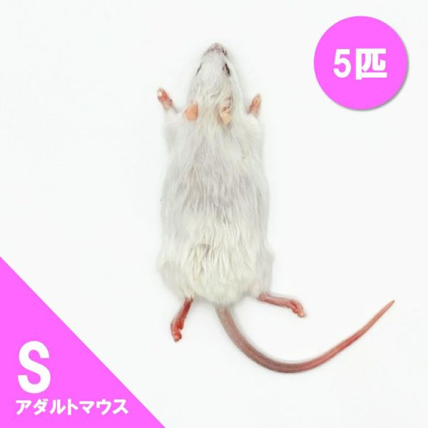 冷凍餌】アダルトマウス S 5匹入 | 月夜野ファームの通販