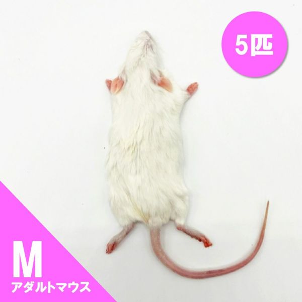 アダルトL 50匹 国産冷凍マウス。爬虫類の餌 両生類、肉食魚