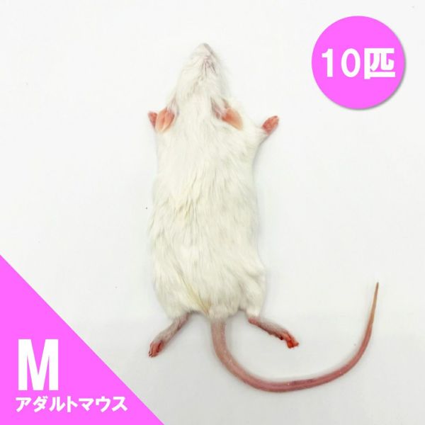 thepern_mouseadultl10