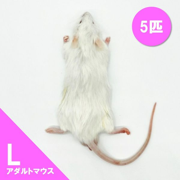 ペッパー　送料無料 冷凍マウスアダルトＬ20匹　アダルトM20匹 Amazon | 冷凍マウス アダルトL 10匹 国産 SAfarm | SAfarm