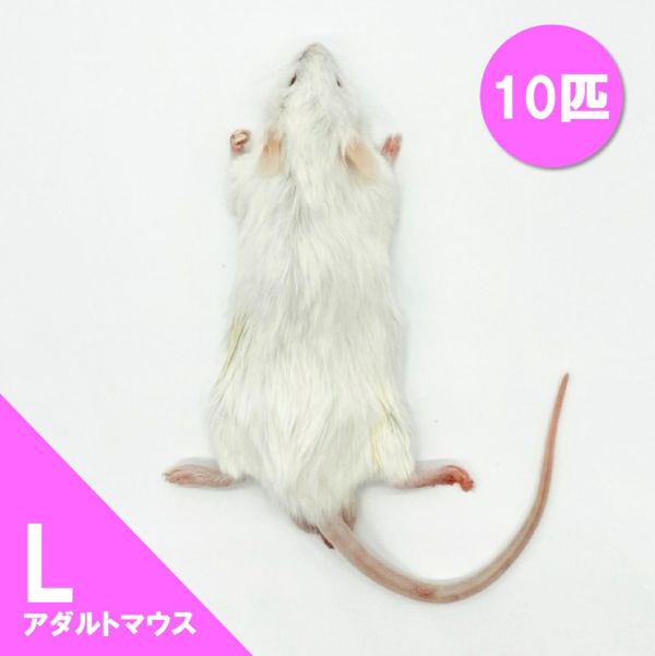 冷凍 マウス 餌 エサ 50匹 アダルトマウス L フクロウ 猛禽類