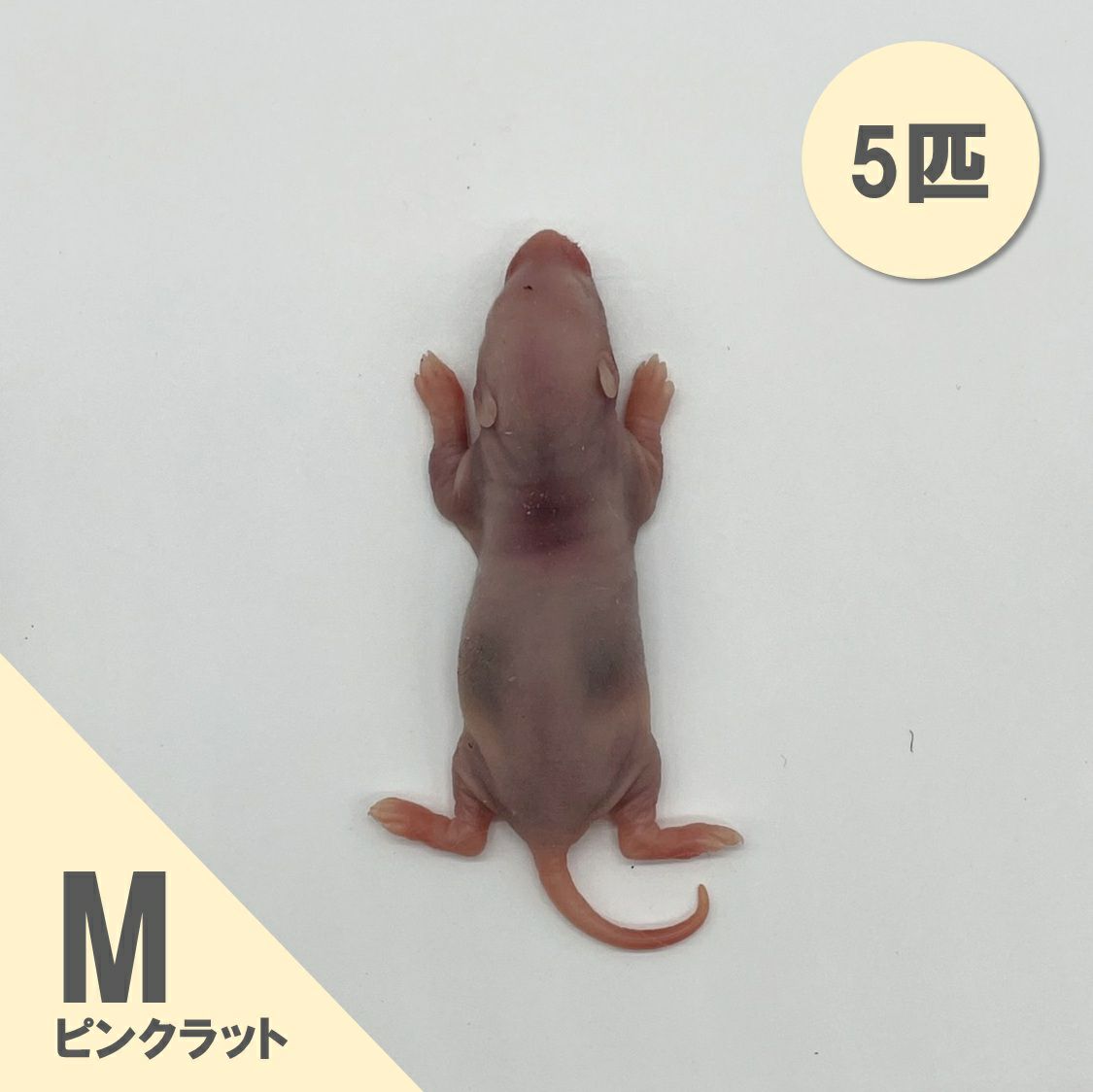 国産冷凍マウス てえ ピンクM 100匹(送料無料一部地域発送不可)
