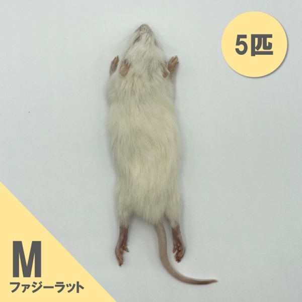 冷凍ラット 30匹セット 50~65g Amazon | 国産冷凍ラット (ファジー M 30 g 5匹) | 冷凍ラット