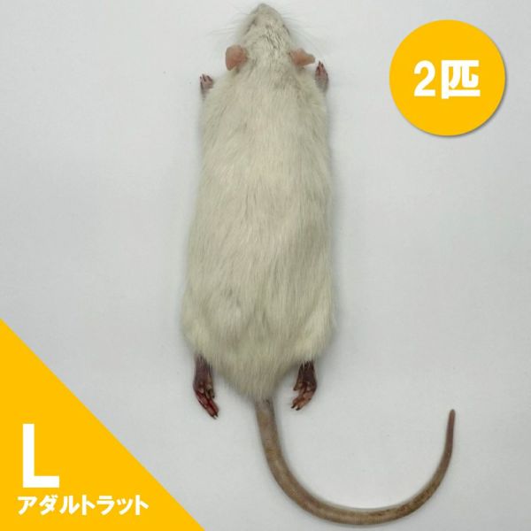 冷凍ラット 240~300g 30匹セット Amazon | 国産冷凍ラット (ファジー L 40 g 5匹) | 冷凍ラット