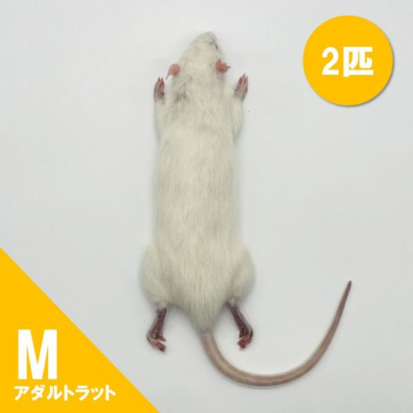 冷凍ラット アダルトL (180~220g) 30匹 まとめ売り Amazon | 国産冷凍ラット (アダルト3L ～320g 2匹入り) | 冷凍